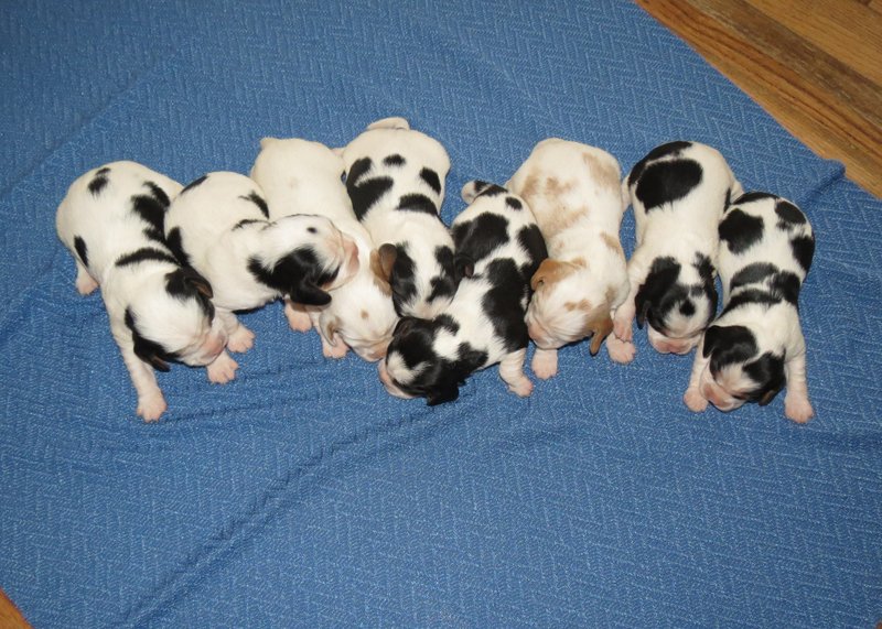 all pups1