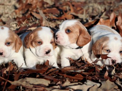 valley way kennels