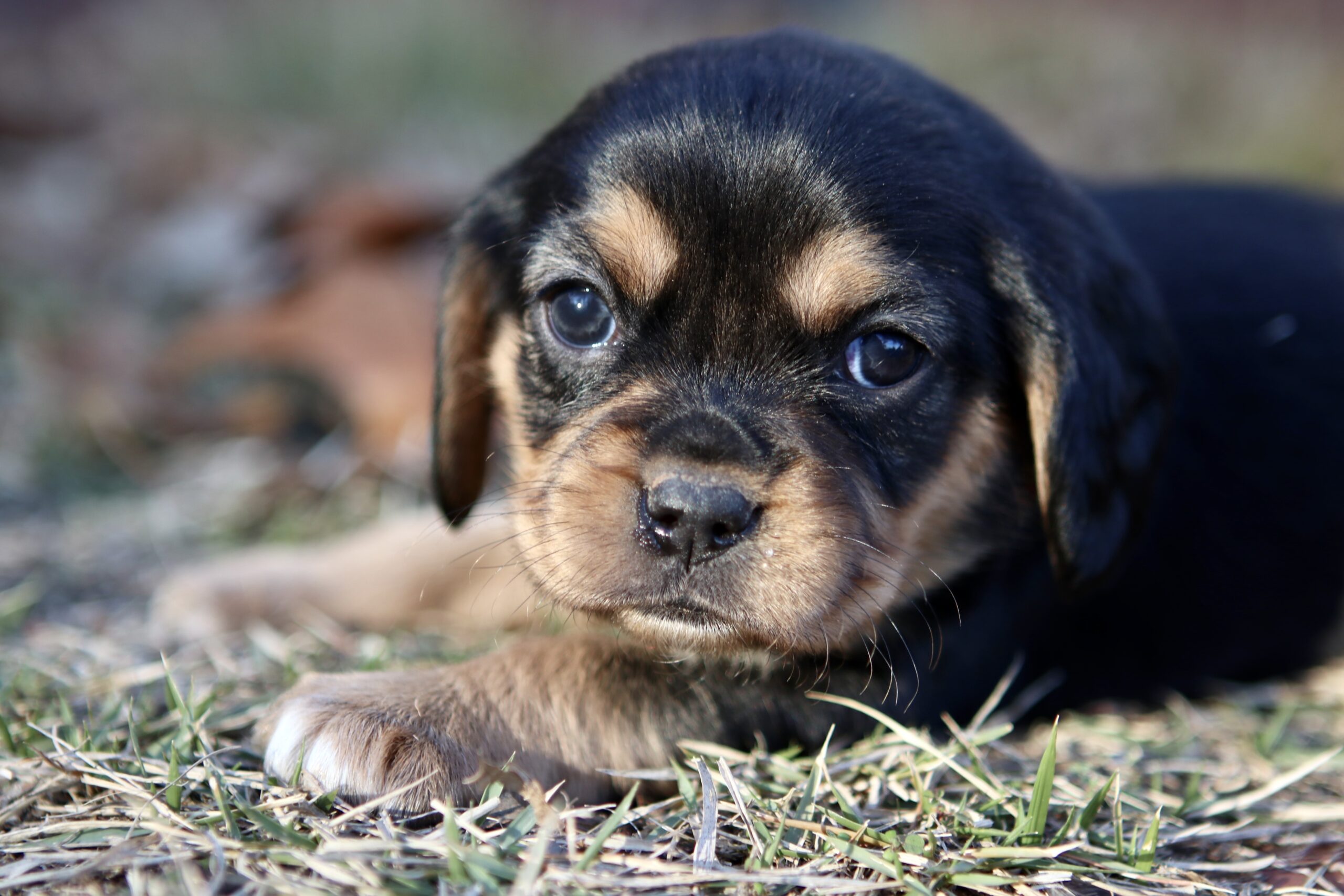 Beaglier Puppy Pictures!